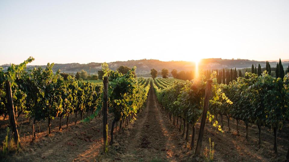 Vineyard